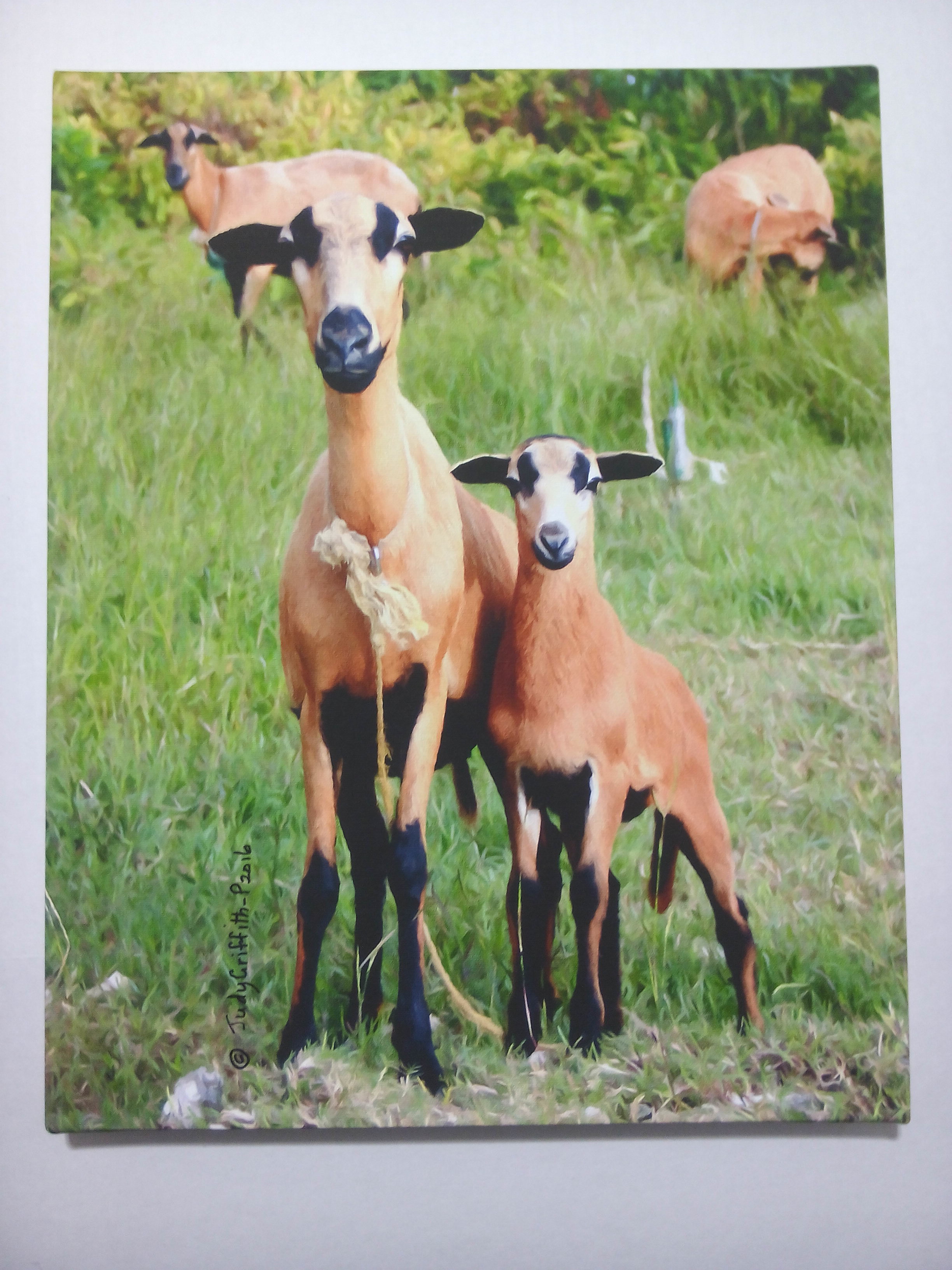 Judy Griffith Pierre - Barbados - Black Belly Sheep
